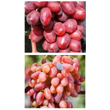 Виноград, комплект з 2-х сортів “Райська насолода“