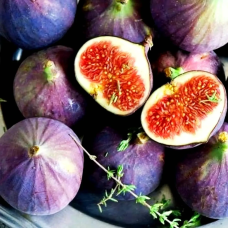 Інжир “Ківський Великоплідний“