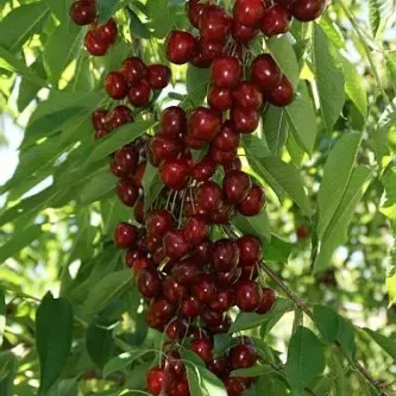 Колоновидна черешня Сільвія Колоновидна черешня Сільвія