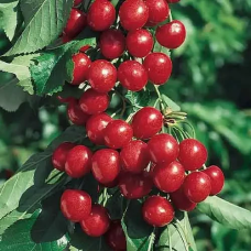 Колоновидна черешня  Монморансі