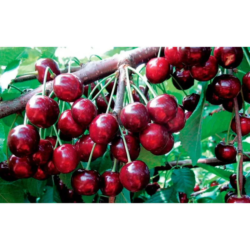 Колоновидна черешня Іпуть