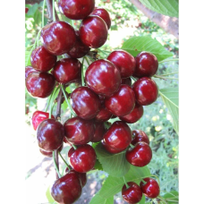 Колоновидна черешня “Тютчевка“