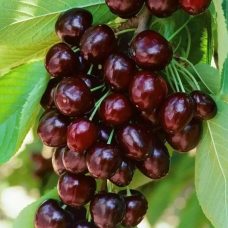 Колоновидна черешня Пірамідальна чорна XXL