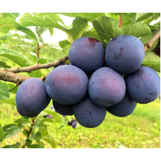 Слива колоноподібна Кромань