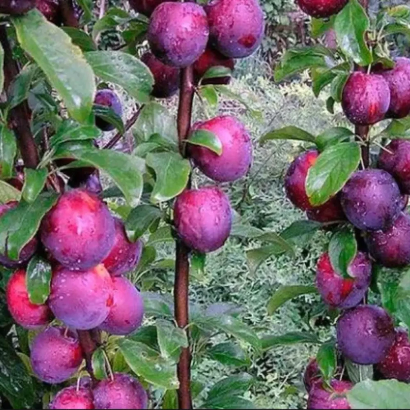 Слива колоноподібна Командор Слива колоноподібна Командор