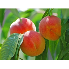 Персик колоновидний Пандора
