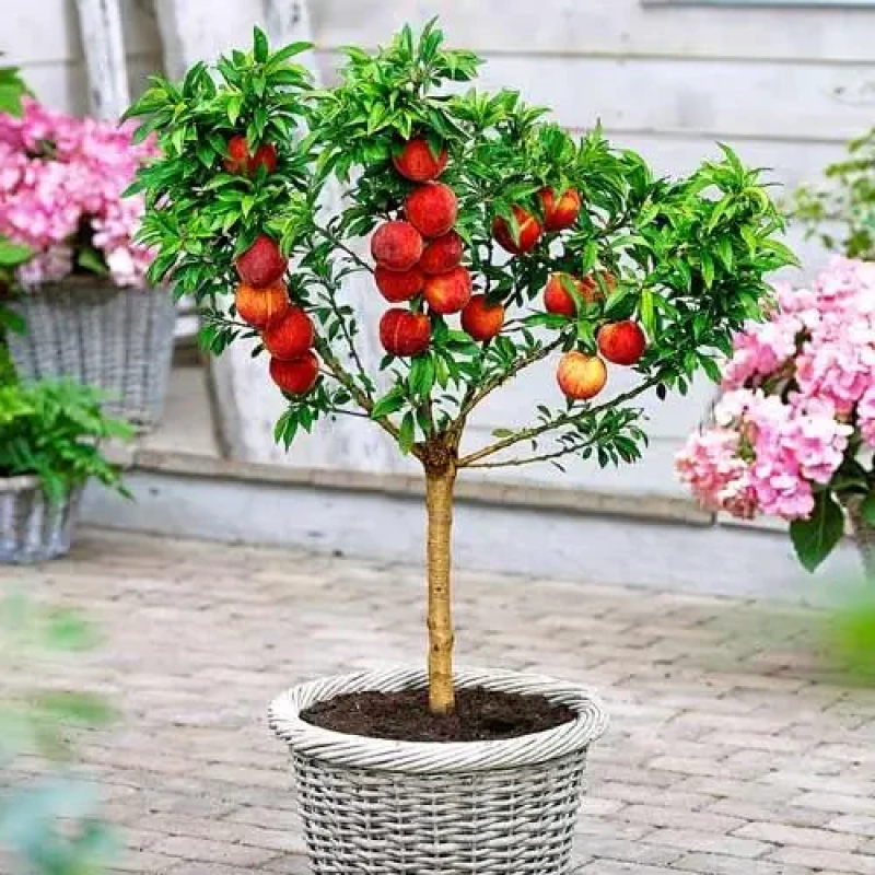 Персик колоноподібний червонолистий Хоней Ред