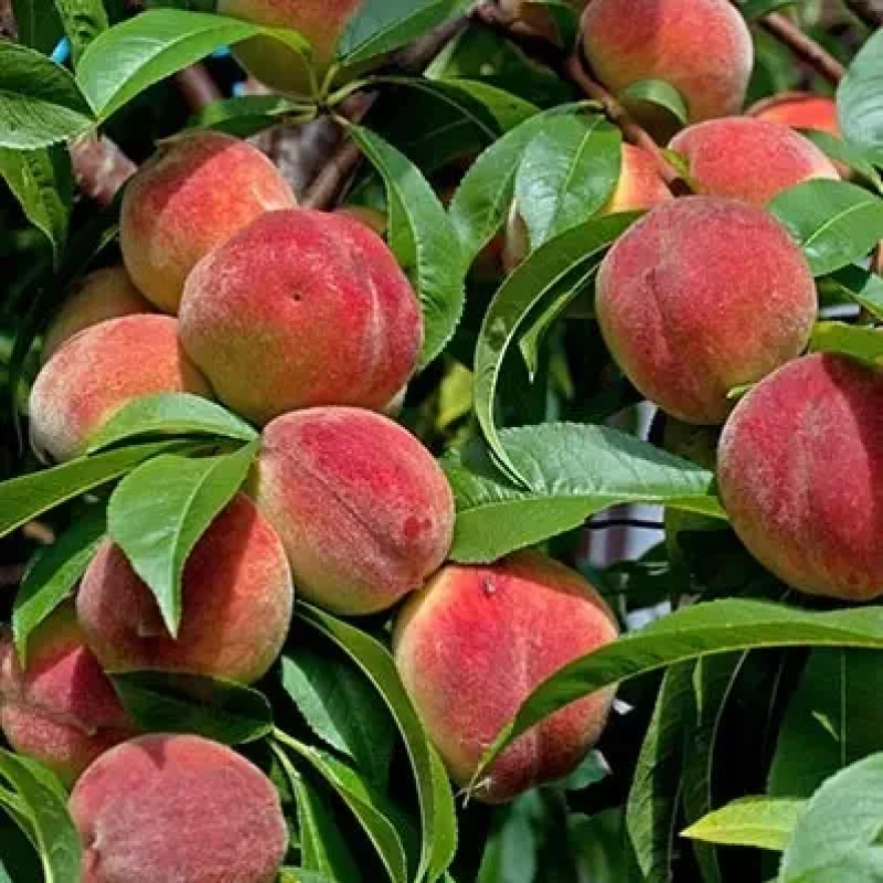 Персик колоноподібний Pigmy Bonanza