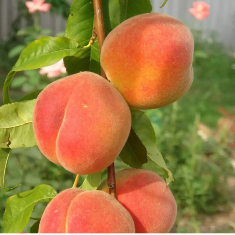 Персик колоноподібний Золотий Ювілей (середній)