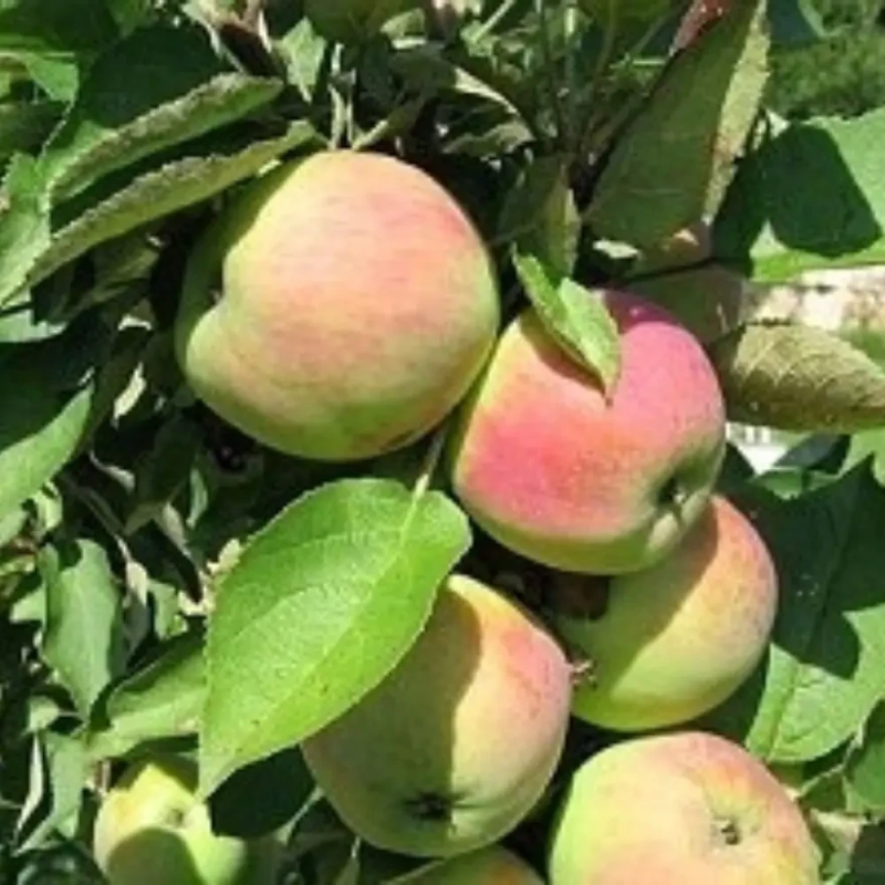 Колоноподібна яблуня Телеймон