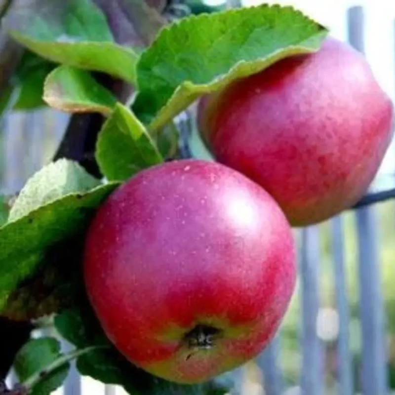 Колоноподібна яблуня Спарта Колоноподібна яблуня Спарта