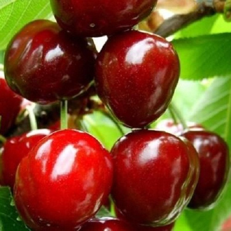 Вишня Диво- вишня