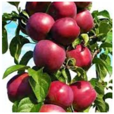 Колоноподібна яблуня Джина