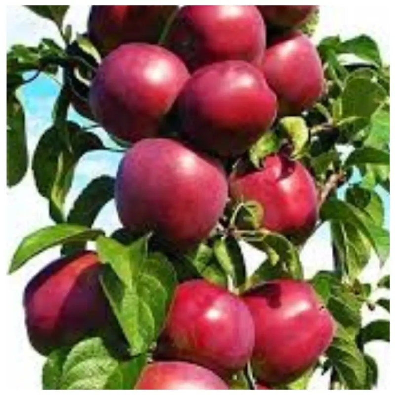 Колоноподібна яблуня Джина