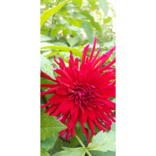 Жоржина Acapulco (коралова)