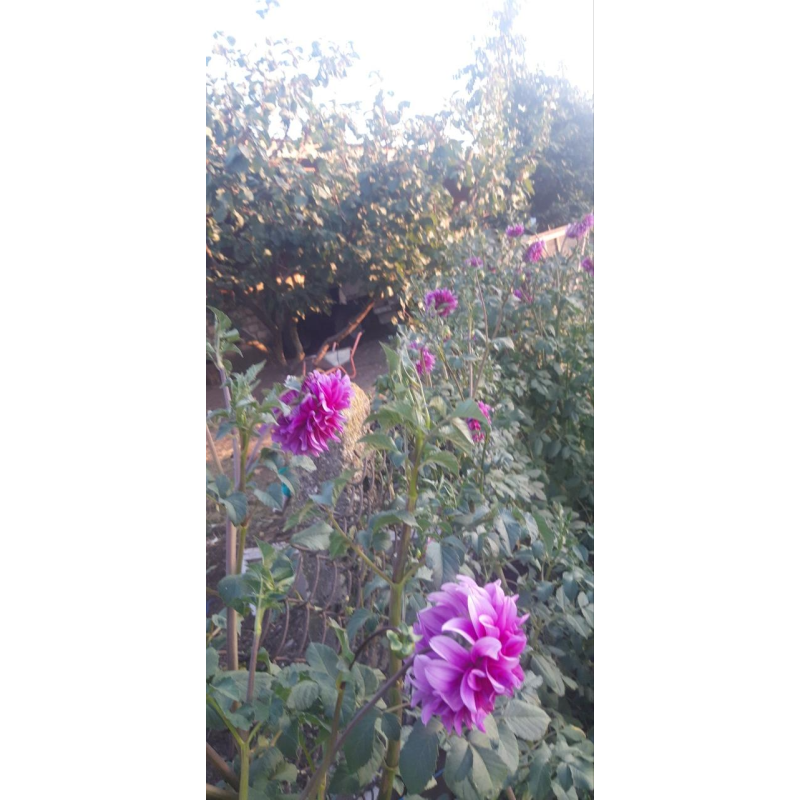 Жоржина Bluetiful (лавандова)