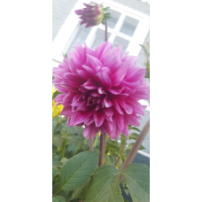 Жоржина фіолетовий