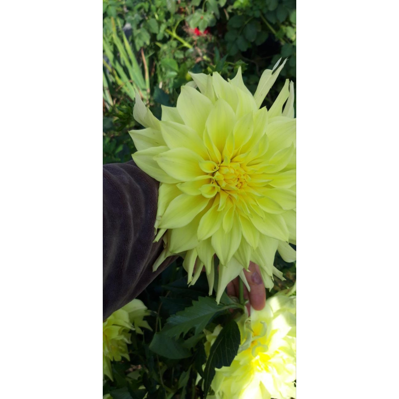 Жоржина Harvest Moonlight (яскраво жовта)