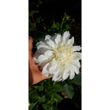 Жоржина біла