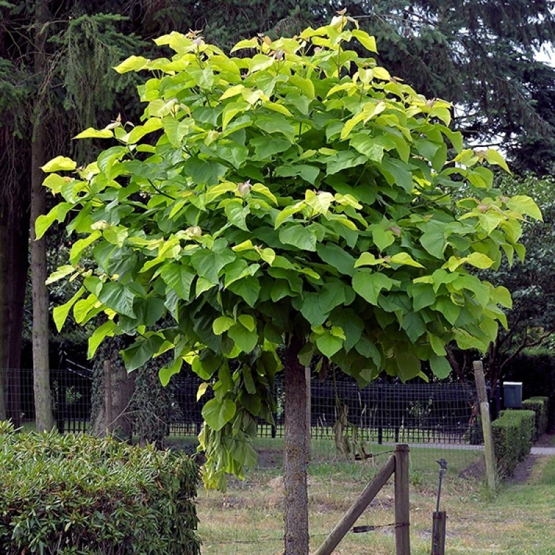 КАТАЛЬПА ЗВИЧАЙНА КАТАЛЬПА ЗВИЧАЙНА