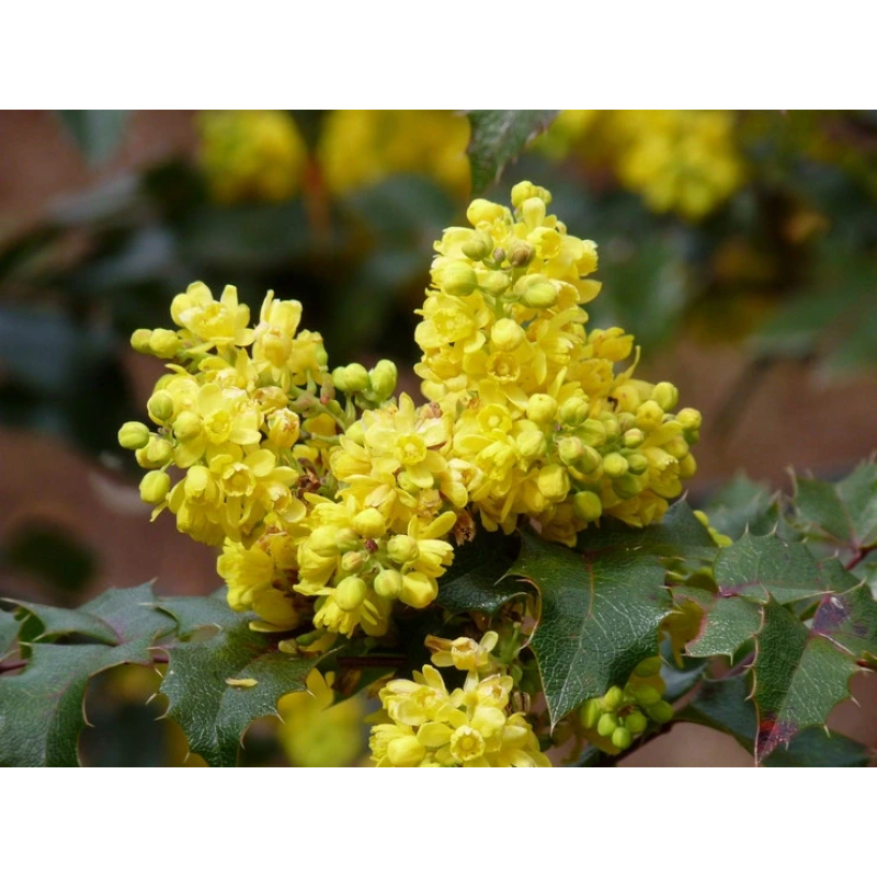 САДЖАНЦІ МАГОНІЇ ПАДУБОЛИСТНОЙ (МАҺОПІА AQUIFOLIUM)