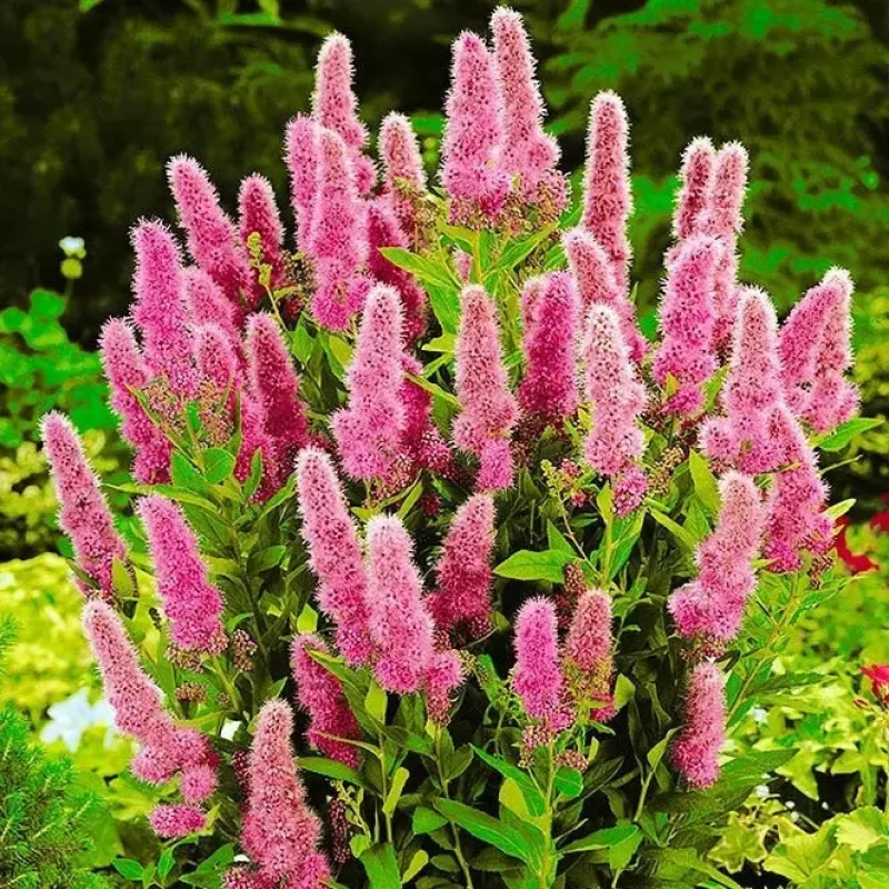 САДЖАНЦІ СПІРЕЇ БІЛЛАРДА (SPIRAEA BILLARDII)