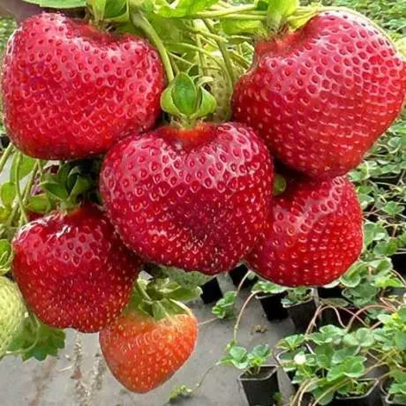 РОЗСАДА ПОЛУНИЦІ ФЛОРИДА БЬЮТІ (FLORIDA BEAUTY) - РЕМОНТАНТНА, КРУПНОПЛІДНА, СОКОВИТА