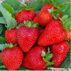 РОЗСАДА ПОЛУНИЦІ NEW ВЛАДА КОРОЛЯ (POWER OF THE KING) - РЕМОНТАНТНА, КРУПНОПЛІДНА, СОКОВИТА