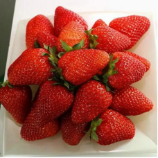 РОЗСАДА ПОЛУНИЦІ NEW Едвіна - РЕМОНТАНТНА, КРУПНОПЛІДНА, СОКОВИТА