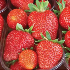 РОЗСАДА ПОЛУНИЦІ ПРИНЦЕСА ДІАНА (PRINCESS DIANA) — РЕМОНТАНТНА, ВЕЛИКОПЛІДНА, СОКОВИТА