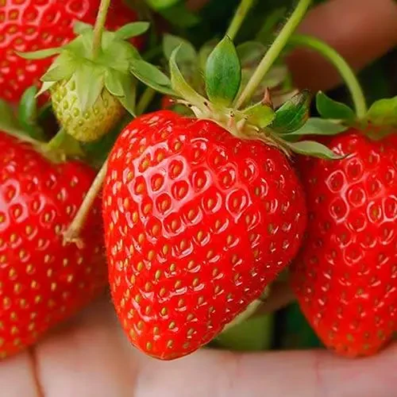 РОЗСАДА ПОЛУНИЦІ ПОРТОЛА (PORTOLA) — РЕМОНТАНТНА, ВЕЛИКОПЛІДНА, ТРАНСПОРТНА