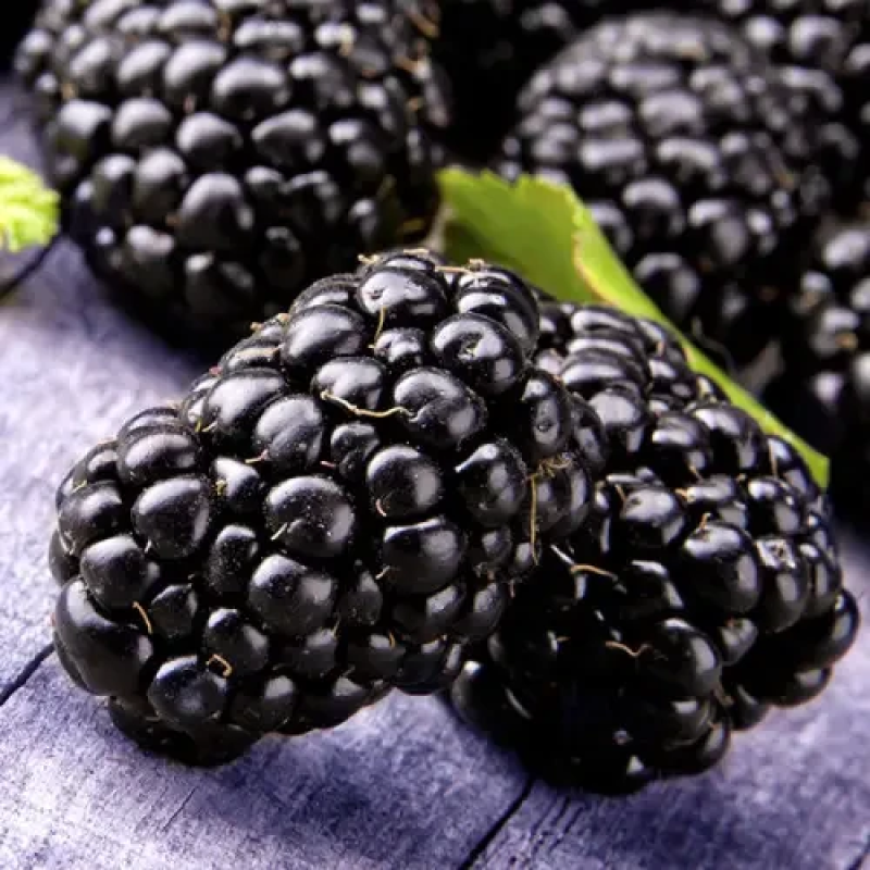 САДЖАНЦІ ОЖИНИ ПОПЕЛЮШКА (CINDERELLA) — БЕЗШИПНА, СОЛОДКА, НЕВИБАГЛИВА