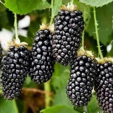 САДЖАНЦІ ОЖИНИ КИТАТИНИ - БЕЗШИПНА, СЕРЕДНЬО-РАННІЙ, СОЛОДКА