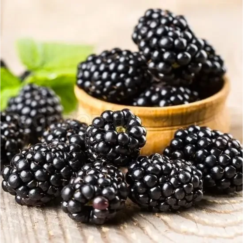 САДЖАНЦІ ОЖИНИ ОРЕГОН ТОРНЛЕСС (OREGON THORNLESS) - БЕЗШИПНА, ПОЗДННЯЯ, КРУПНОПЛІДНА САДЖАНЦІ ОЖИНИ ОРЕГОН ТОРНЛЕСС (OREGON THORNLESS) - БЕЗШИПНА, ПОЗДННЯЯ, КРУПНОПЛІДНА