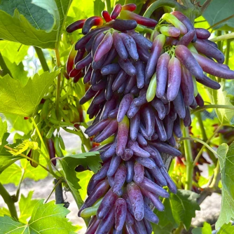 Виноград Хеловін Виноград Хеловін