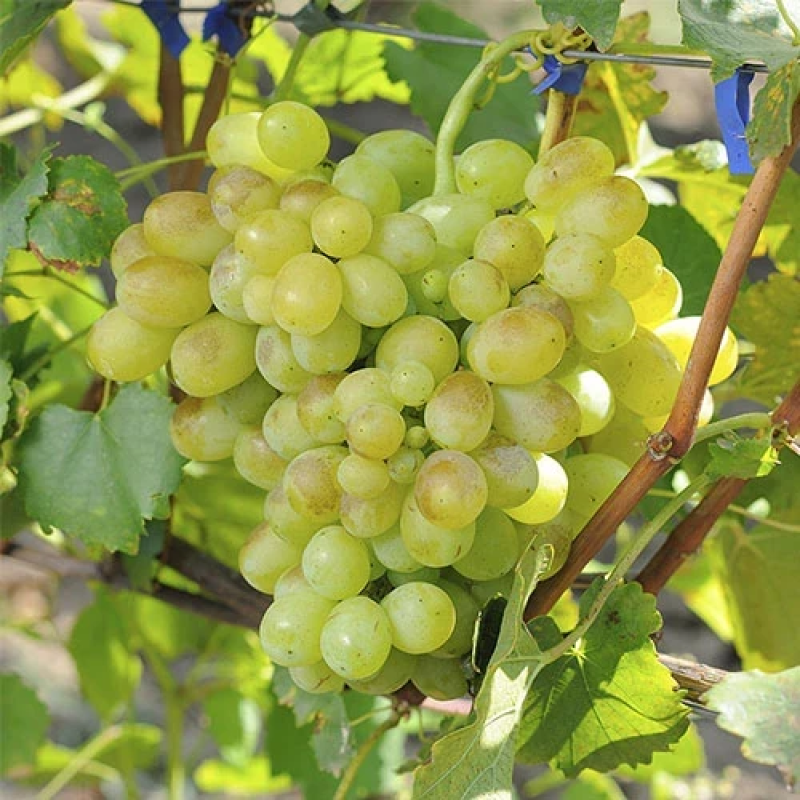 Виноград Хеловін