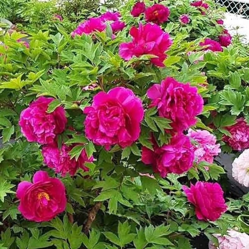 Піон деревовидний темно рожевий