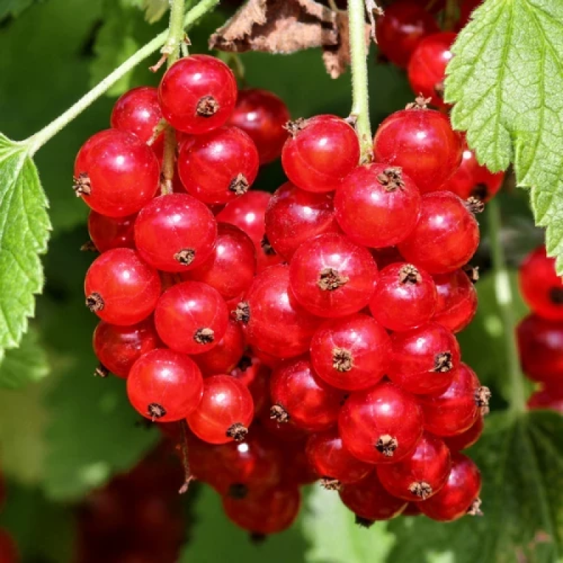 Порічка Святкова