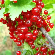 Порічка Дарниця