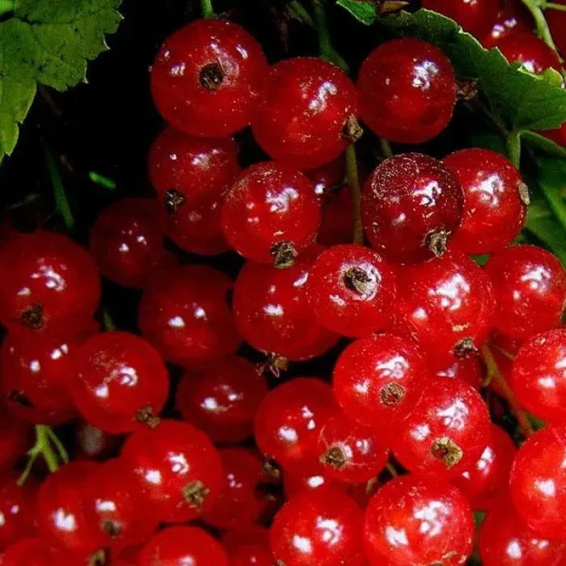 Саджанець червоної смородини “Рондо“ (літній сорт середній термін дозрівання) Саджанець червоної смородини “Рондо“ (літній сорт середній термін дозрівання)