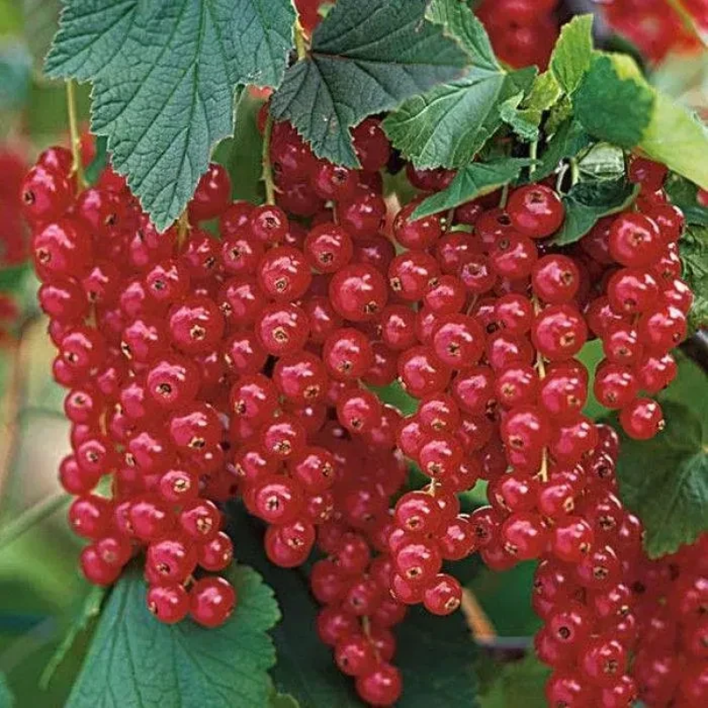 Саджанець червоної смородини “Йонкер Ван Тест“ (літній сорт середній термін дозрівання) зимовостійка Саджанець червоної смородини “Йонкер Ван Тест“ (літній сорт середній термін дозрівання) зимовостійка