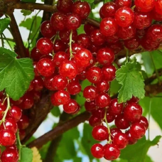 Порічка червона “Джуніфер“ (ранній термін дозрівання)