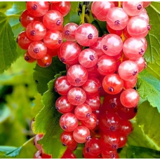 Порічка червона Любова