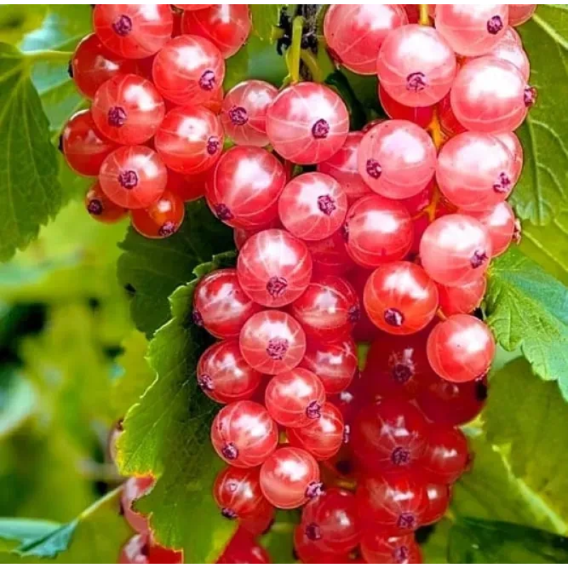 Порічка червона Любова