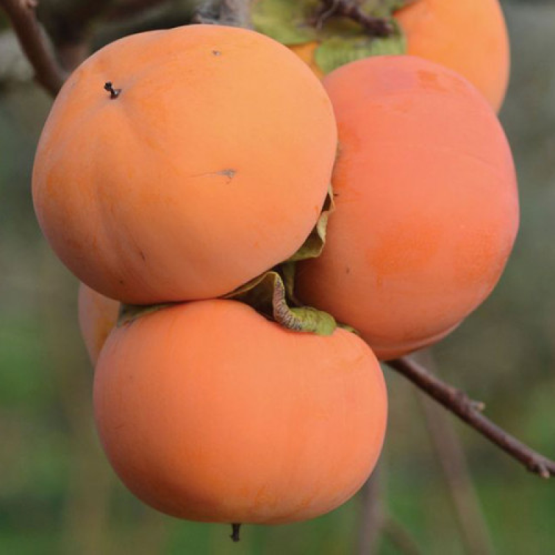 Хурма Гора Говерла