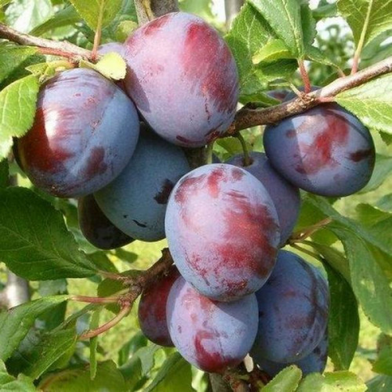 Слава Президент