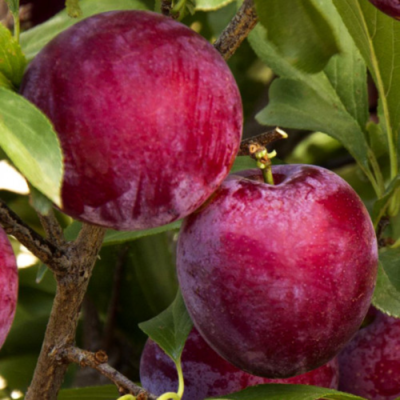 Слива Санта Роз