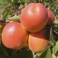 Абрикоса Голд Річ