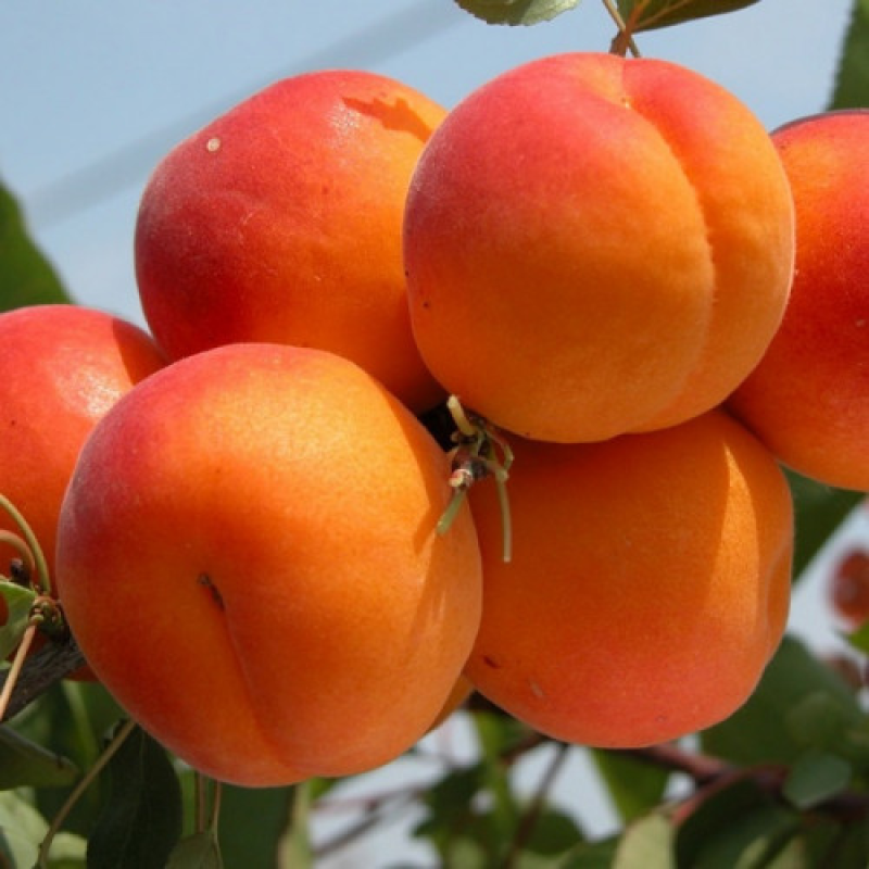 Абрикоса Цунамі Абрикоса Цунамі