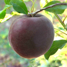 Абрикоса Чорний Принц
